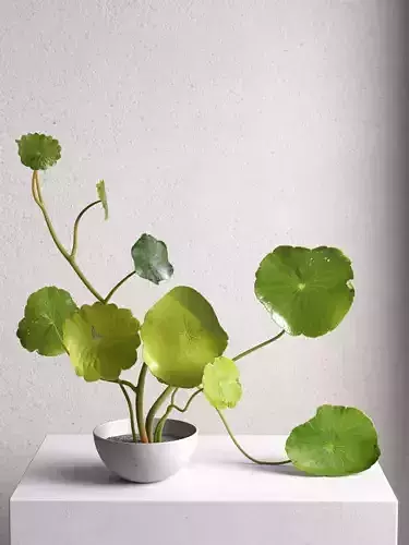 Centella Asiatica in Pot