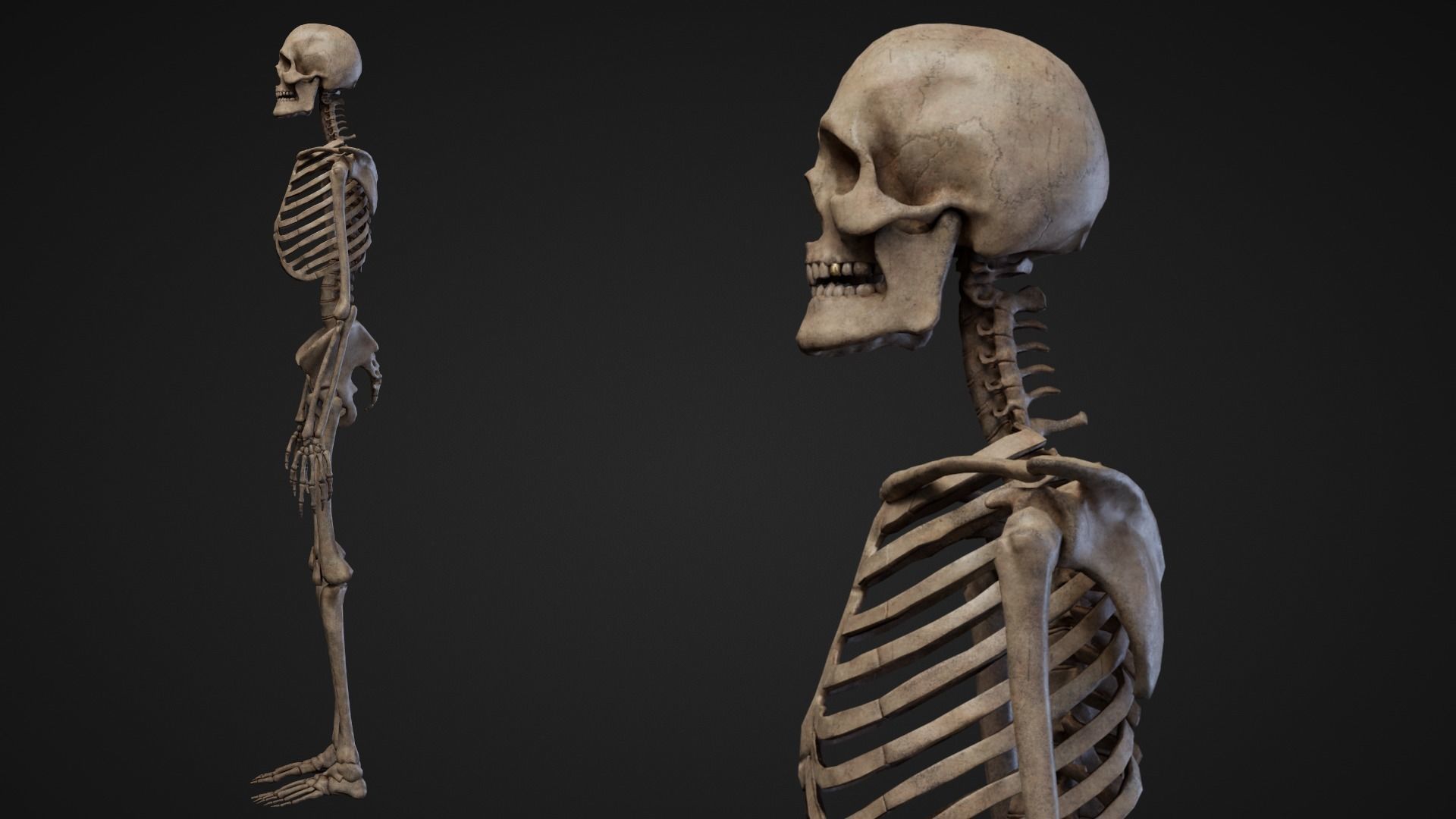 Skeleton Remains Low-poly 3D model_3