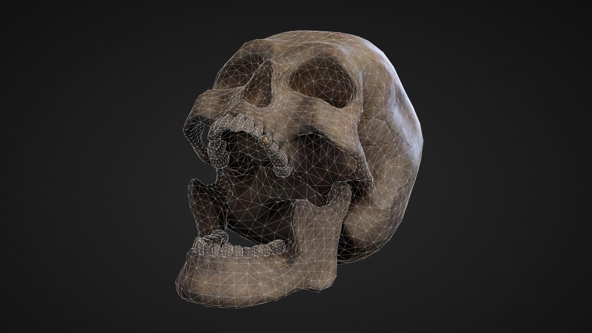 Skeleton Remains Low-poly 3D model_8