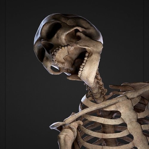 Skeleton Remains Low-poly 3D model