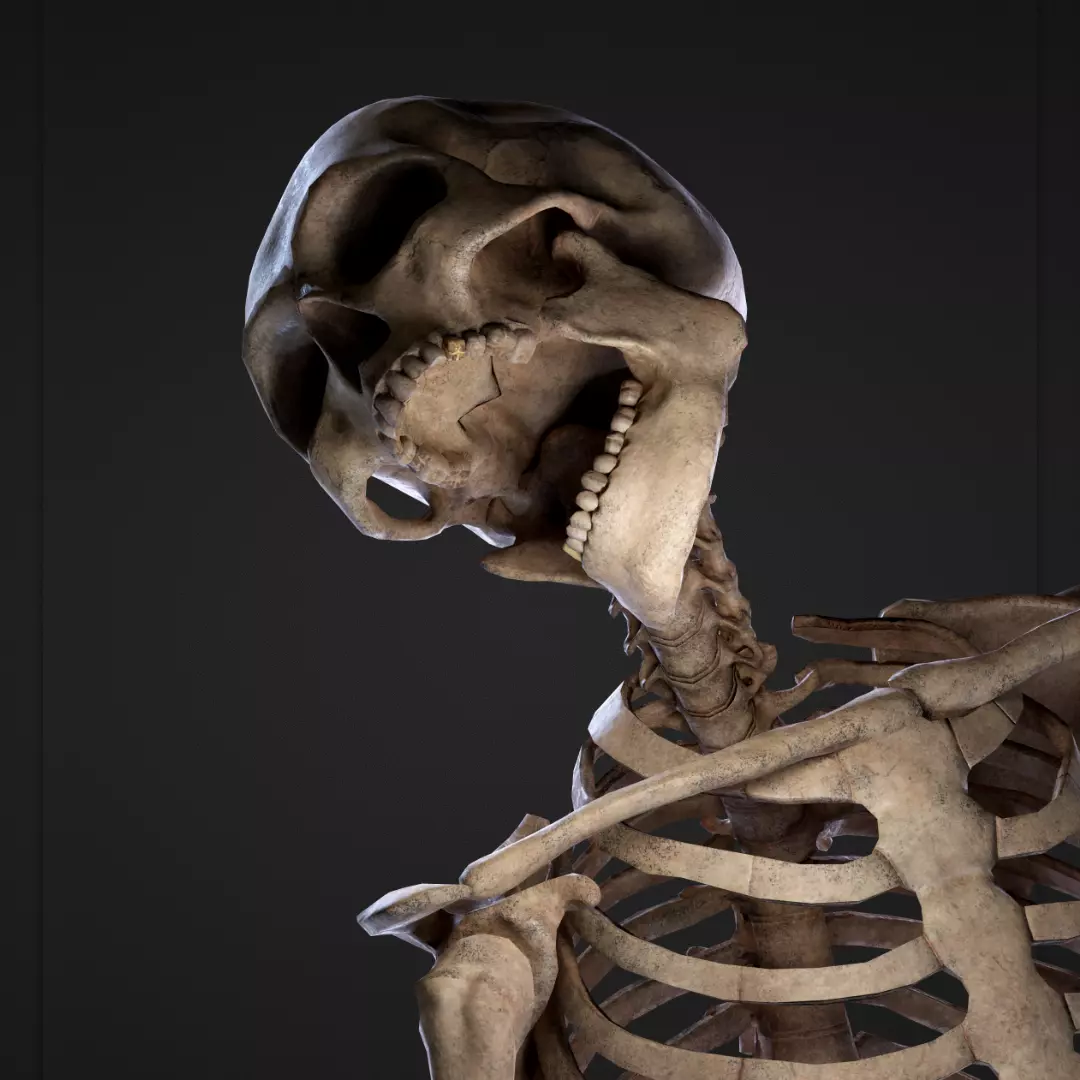 Skeleton Remains Low-poly 3D model_0