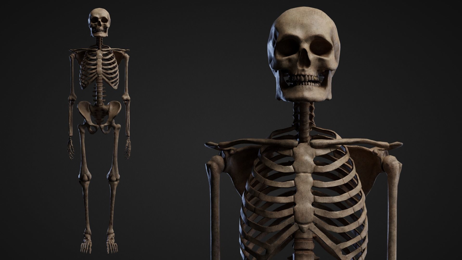 Skeleton Remains Low-poly 3D model_5