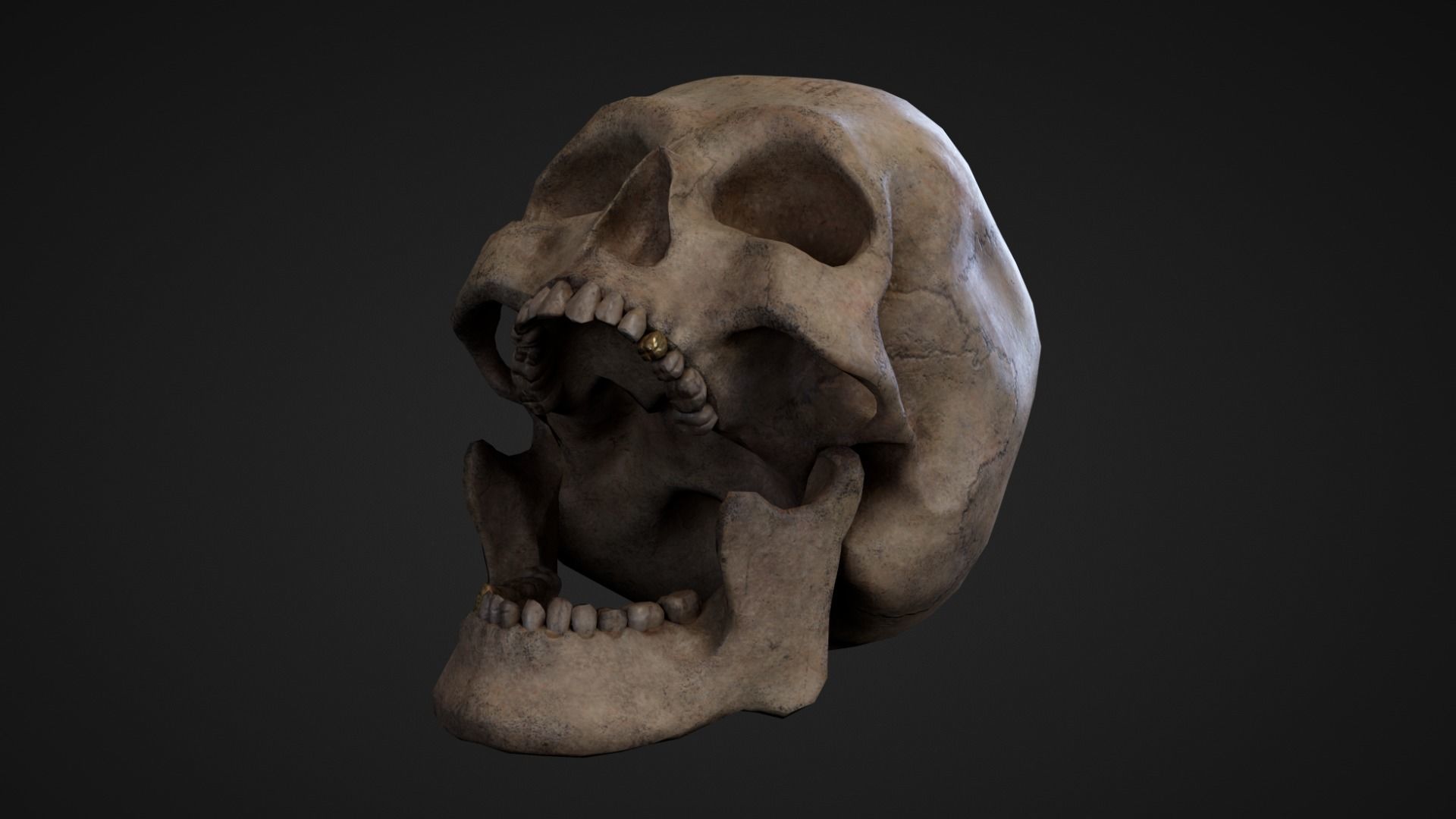 Skeleton Remains Low-poly 3D model_7