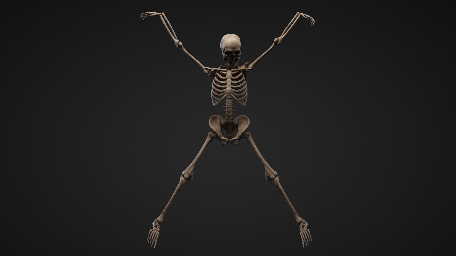 Skeleton Remains Low-poly 3D model_9