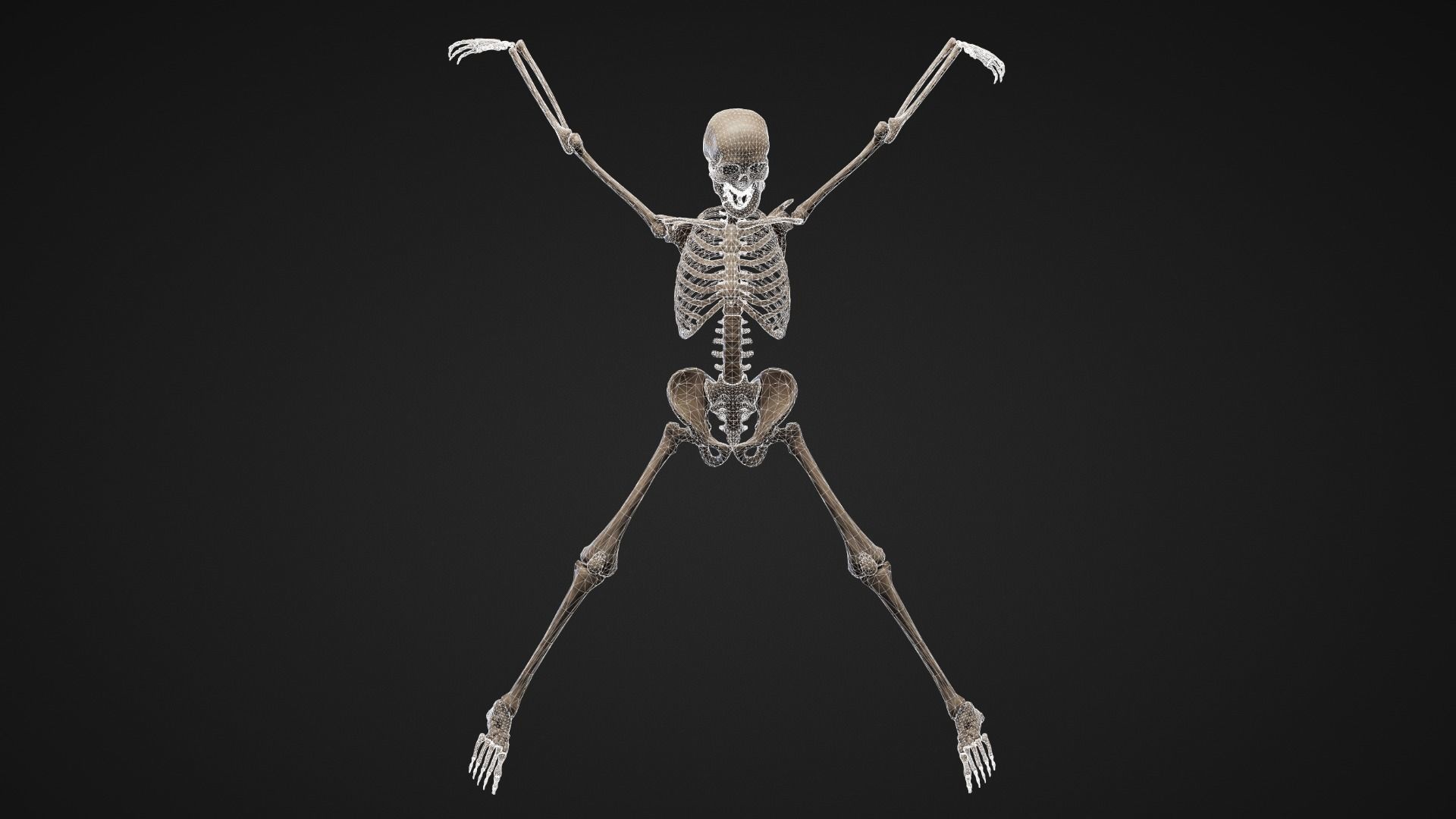 Skeleton Remains Low-poly 3D model_10