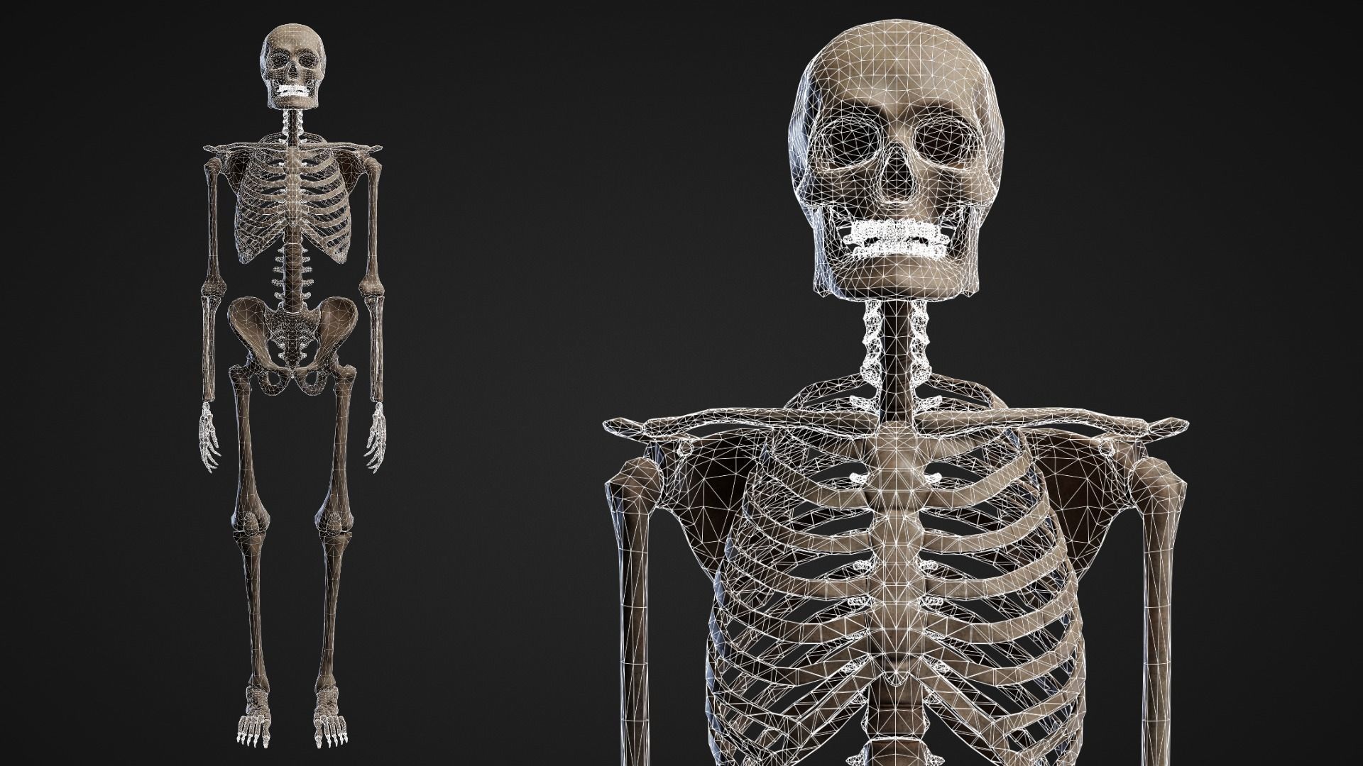 Skeleton Remains Low-poly 3D model_6