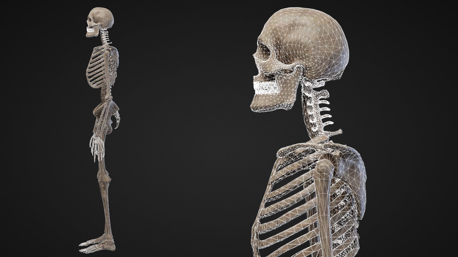 Skeleton Remains Low-poly 3D model_4