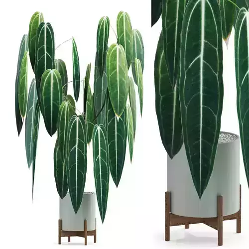 Plants collection 532 3D model