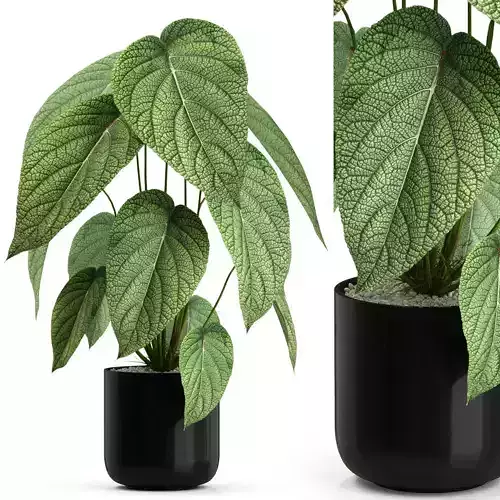 Plants collection 533 3D model