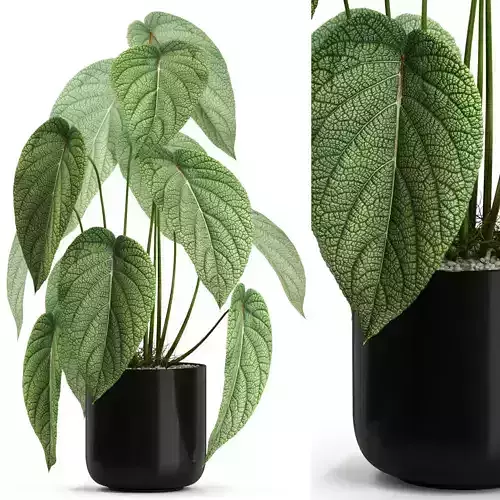 Plants collection 534