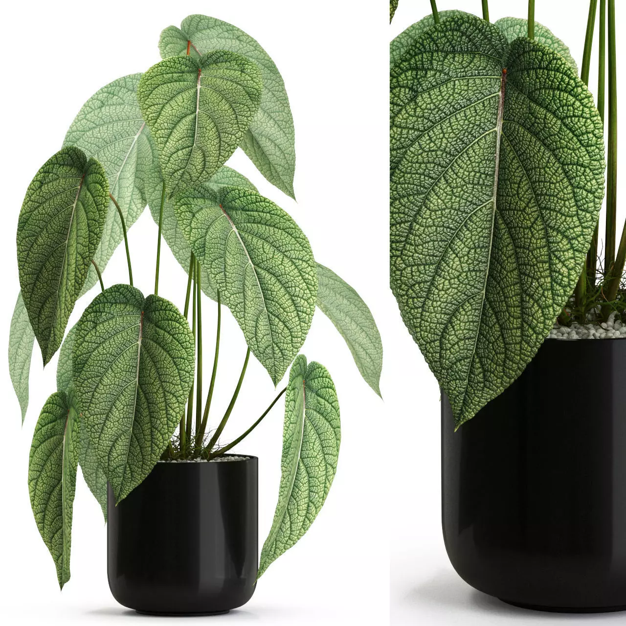 Plants collection 534 3D model