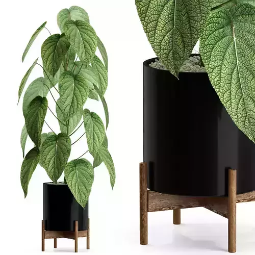 Plants collection 535