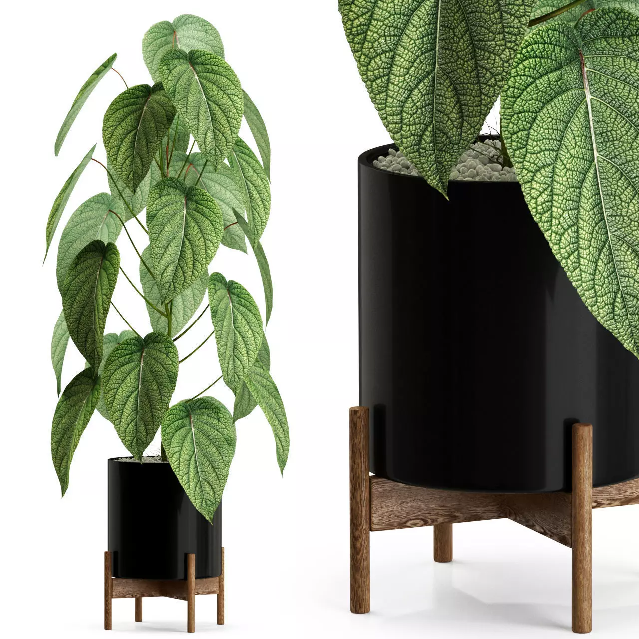 Plants collection 535 3D model
