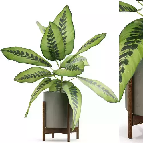 Plants collection 536