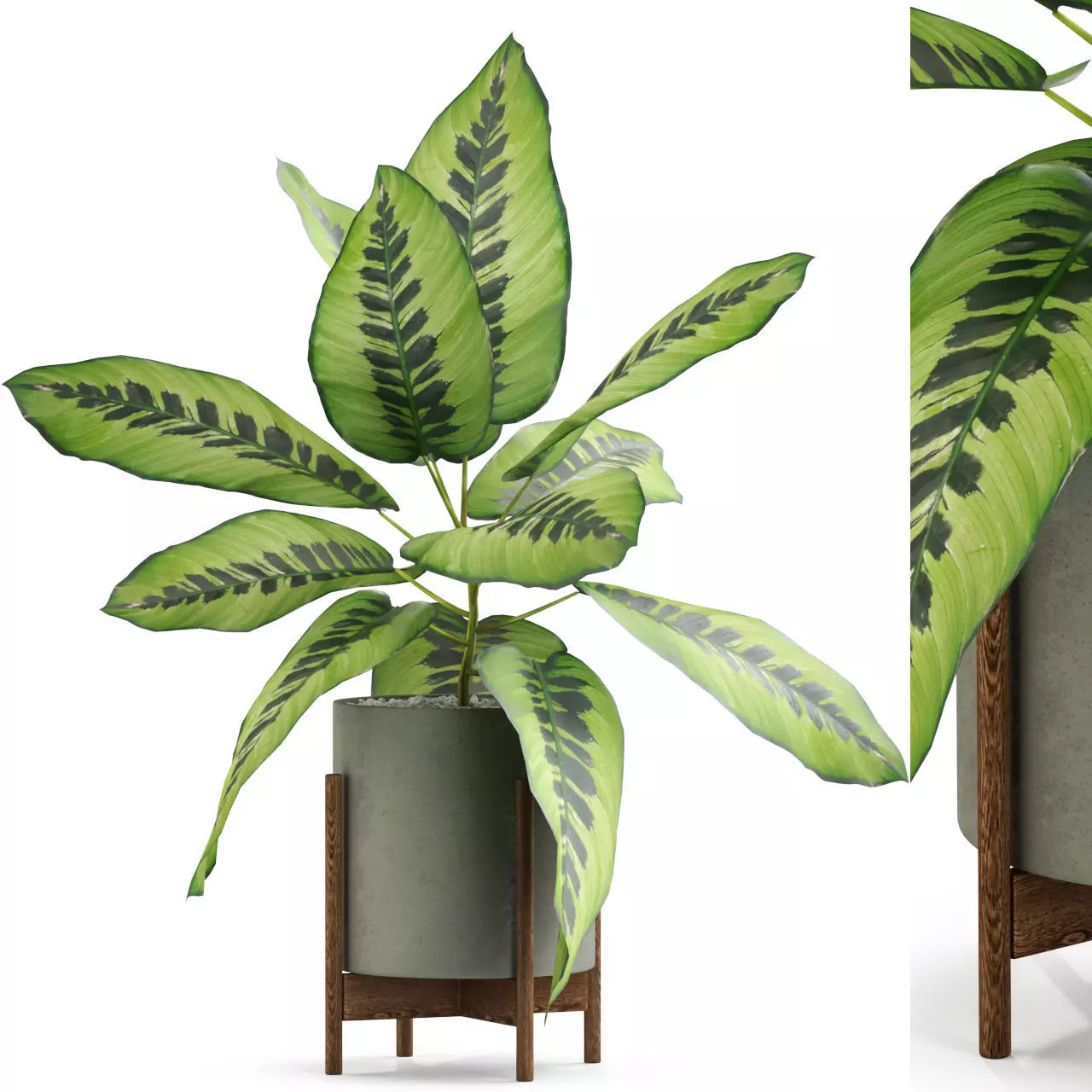 Plants collection 536 3D model_0