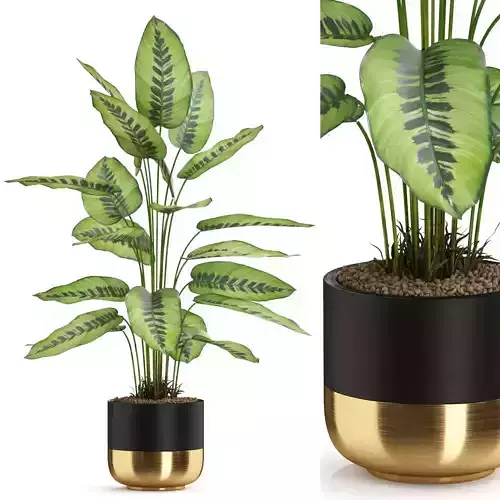 Plants collection 537