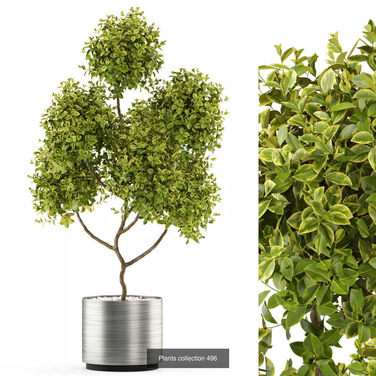 Plants collection vol 05 _9