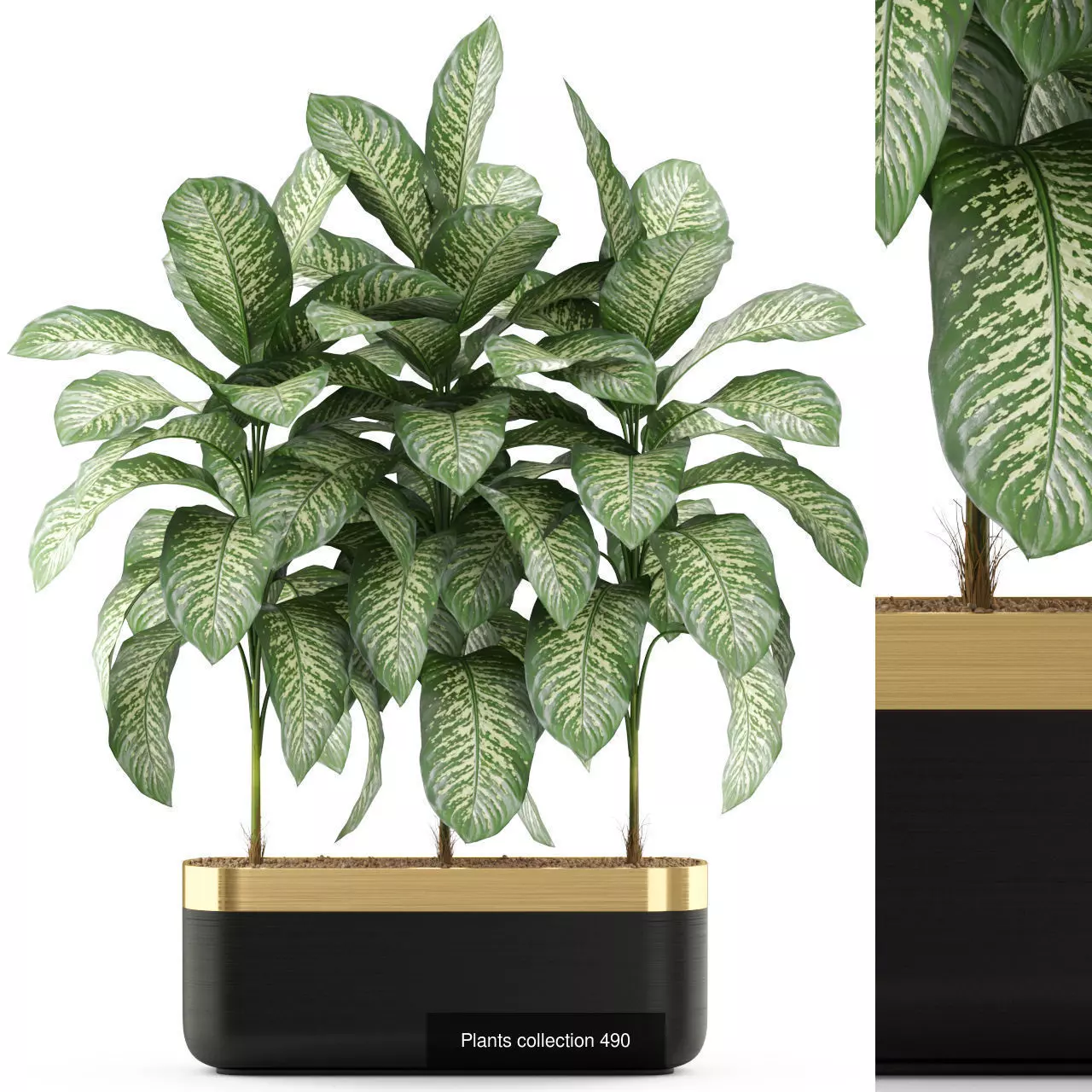 Plants collection vol 05 _5