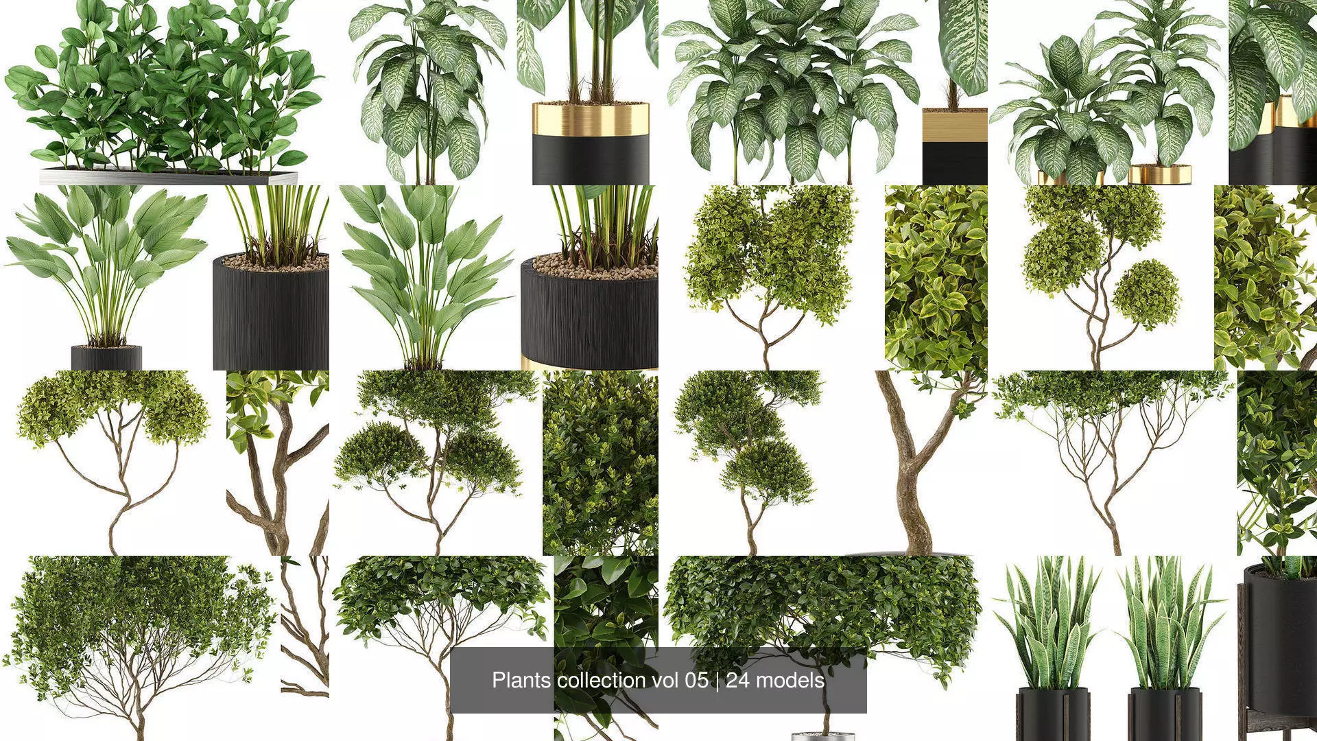 Plants collection vol 05 _1