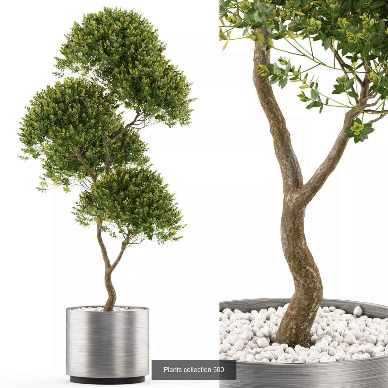 Plants collection vol 05 _13