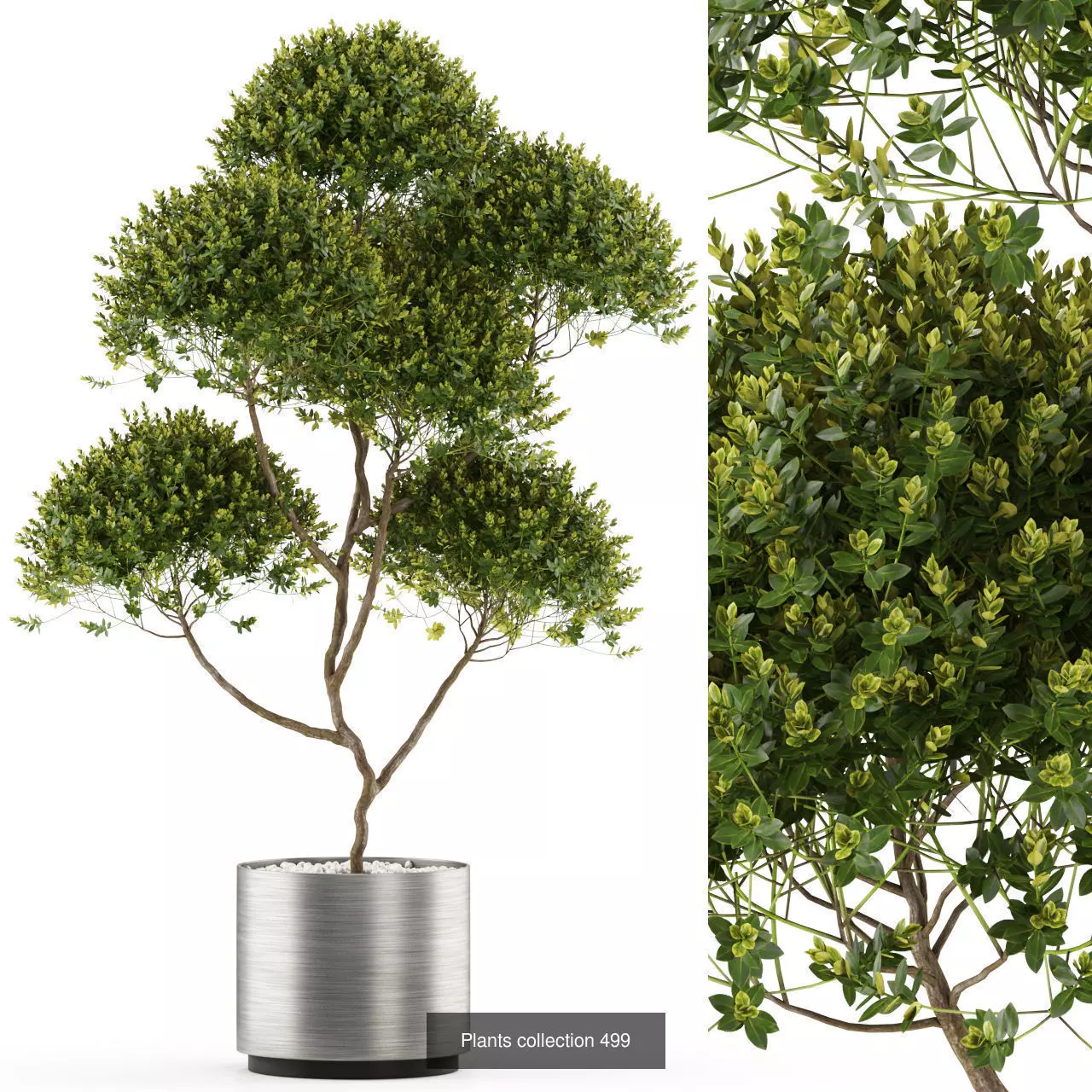 Plants collection vol 05 _12