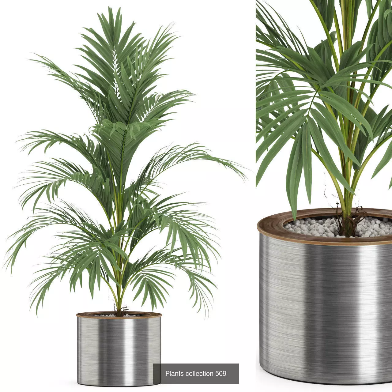 Plants collection vol 05 _22