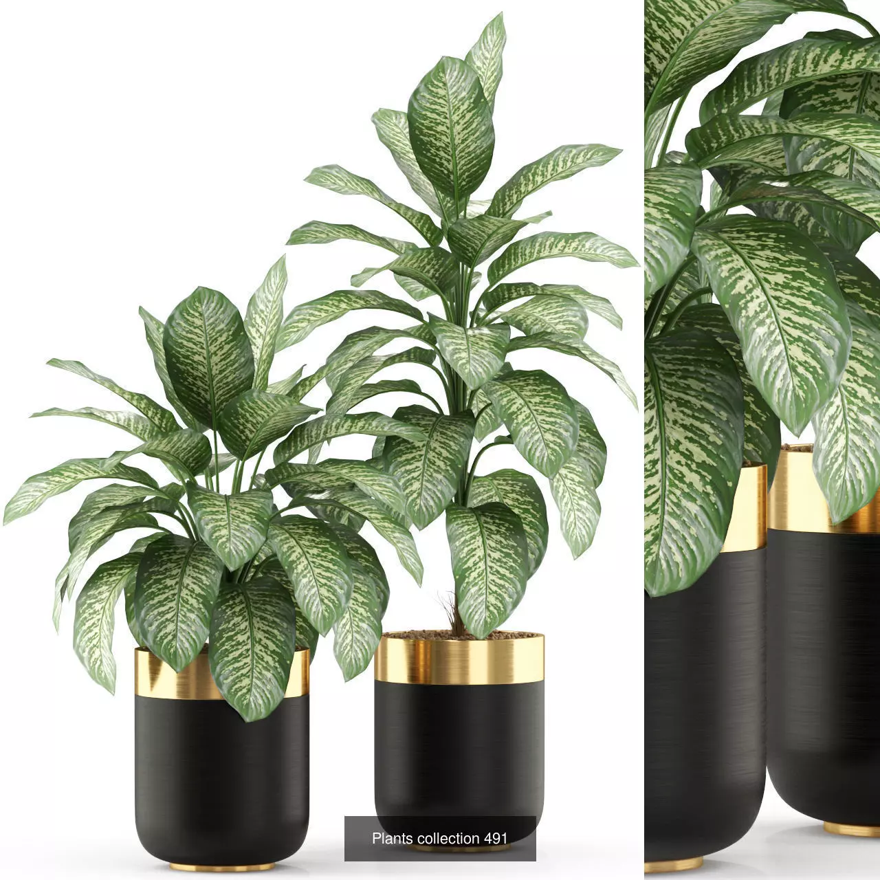 Plants collection vol 05 _6