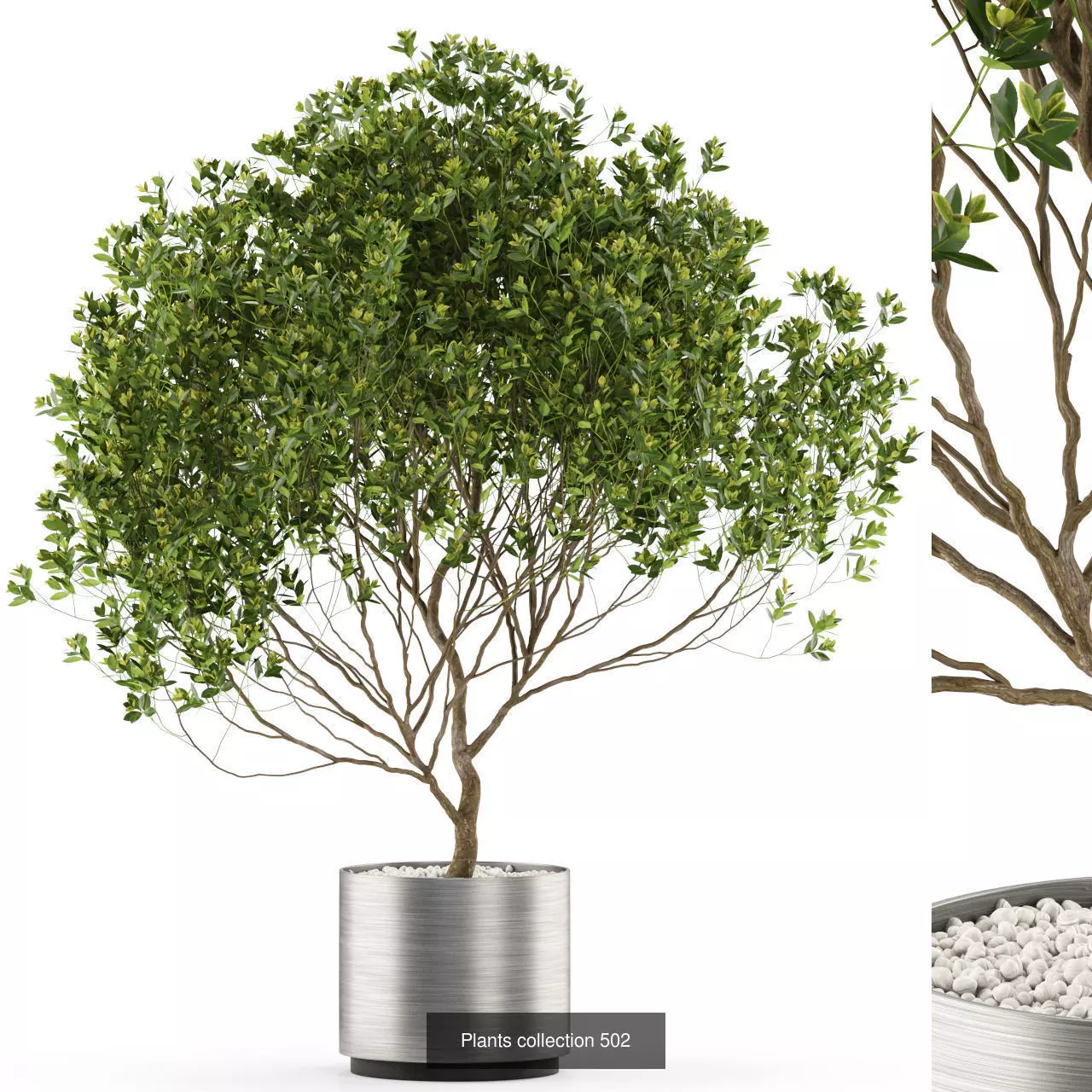 Plants collection vol 05 _15