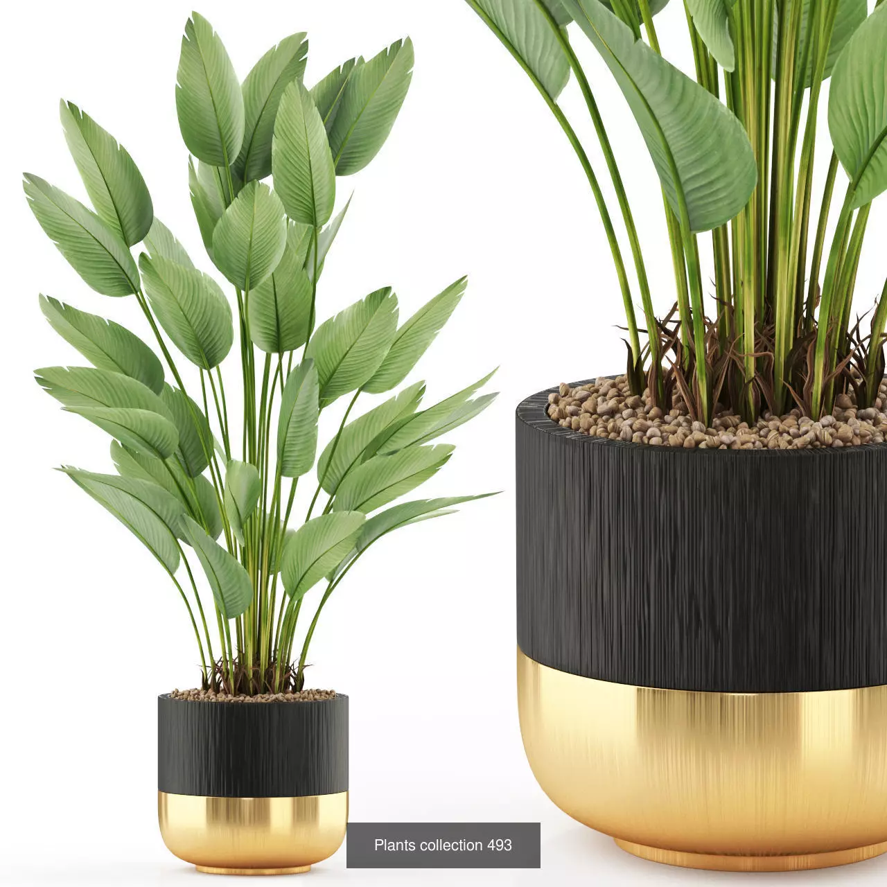 Plants collection vol 05 _8