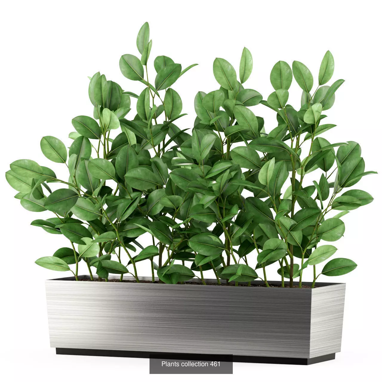 Plants collection vol 05 _3