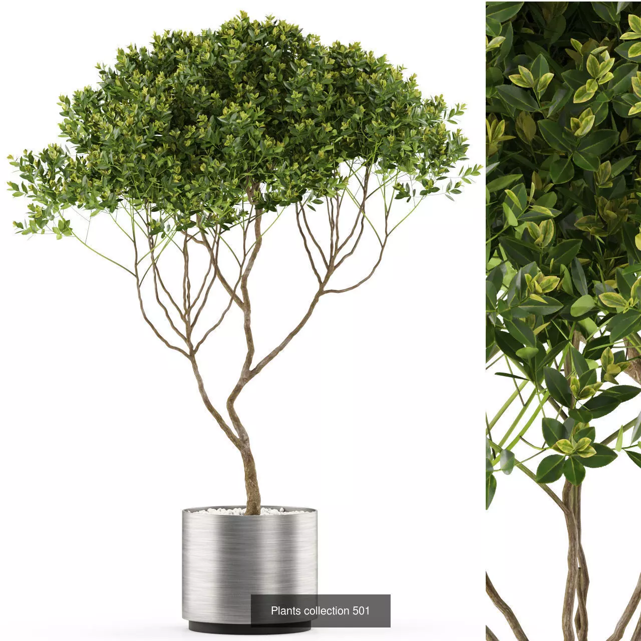 Plants collection vol 05 _14