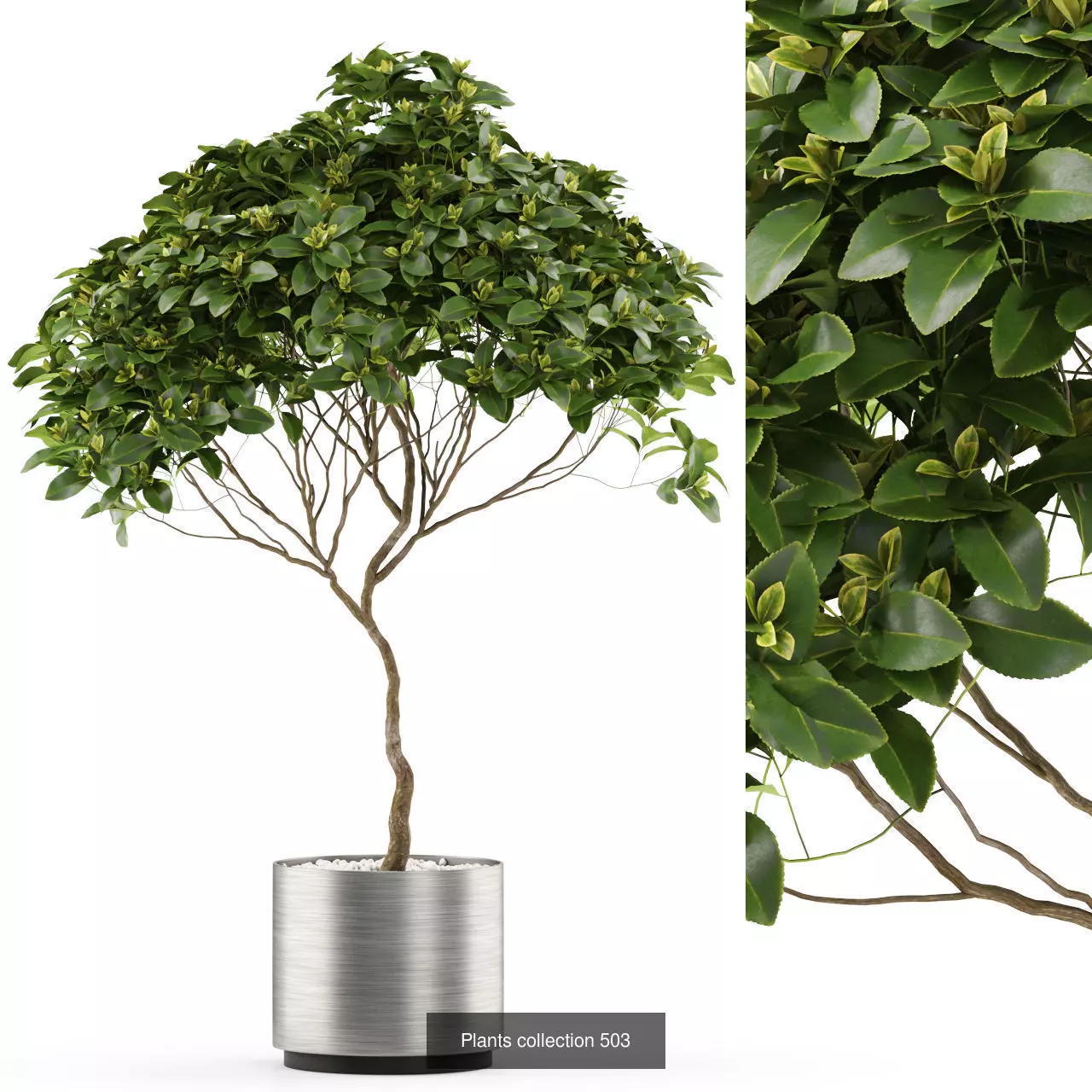 Plants collection vol 05 _16