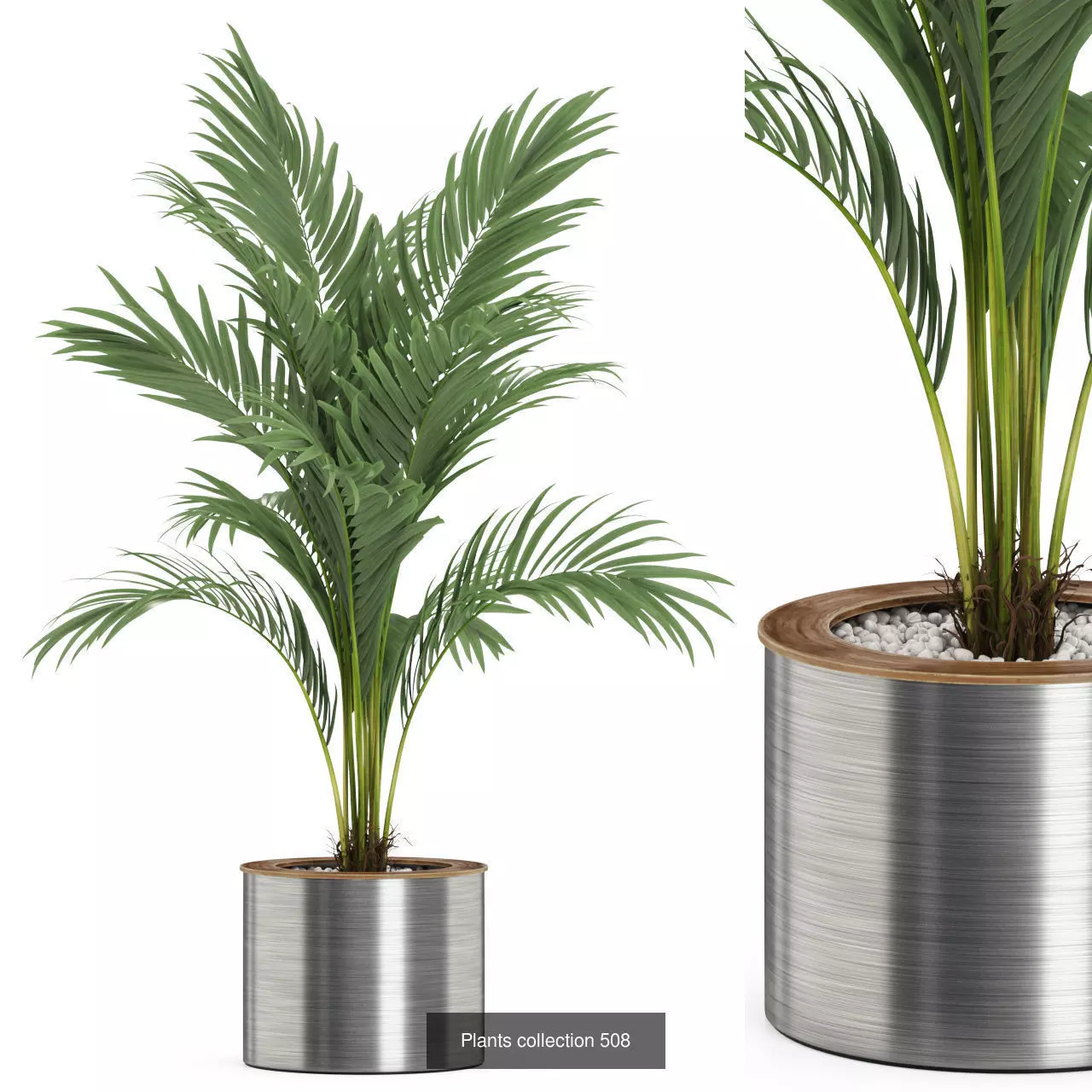 Plants collection vol 05 _21