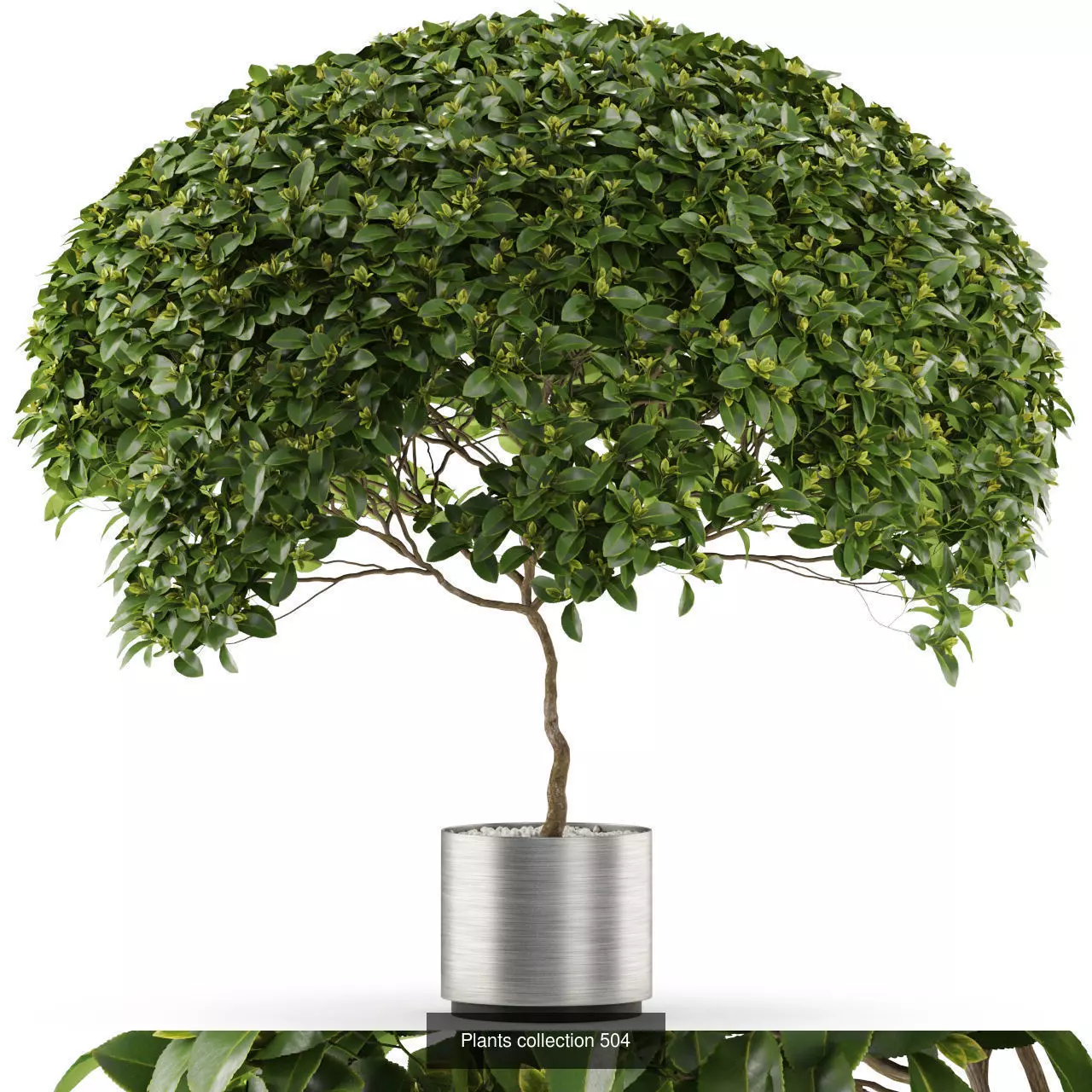 Plants collection vol 05 _17