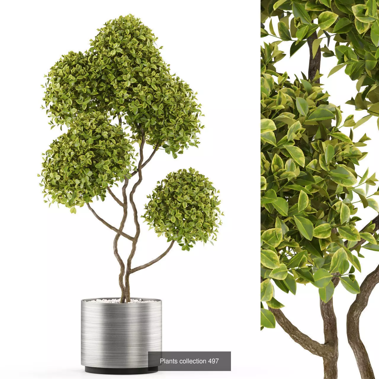 Plants collection vol 05 _10