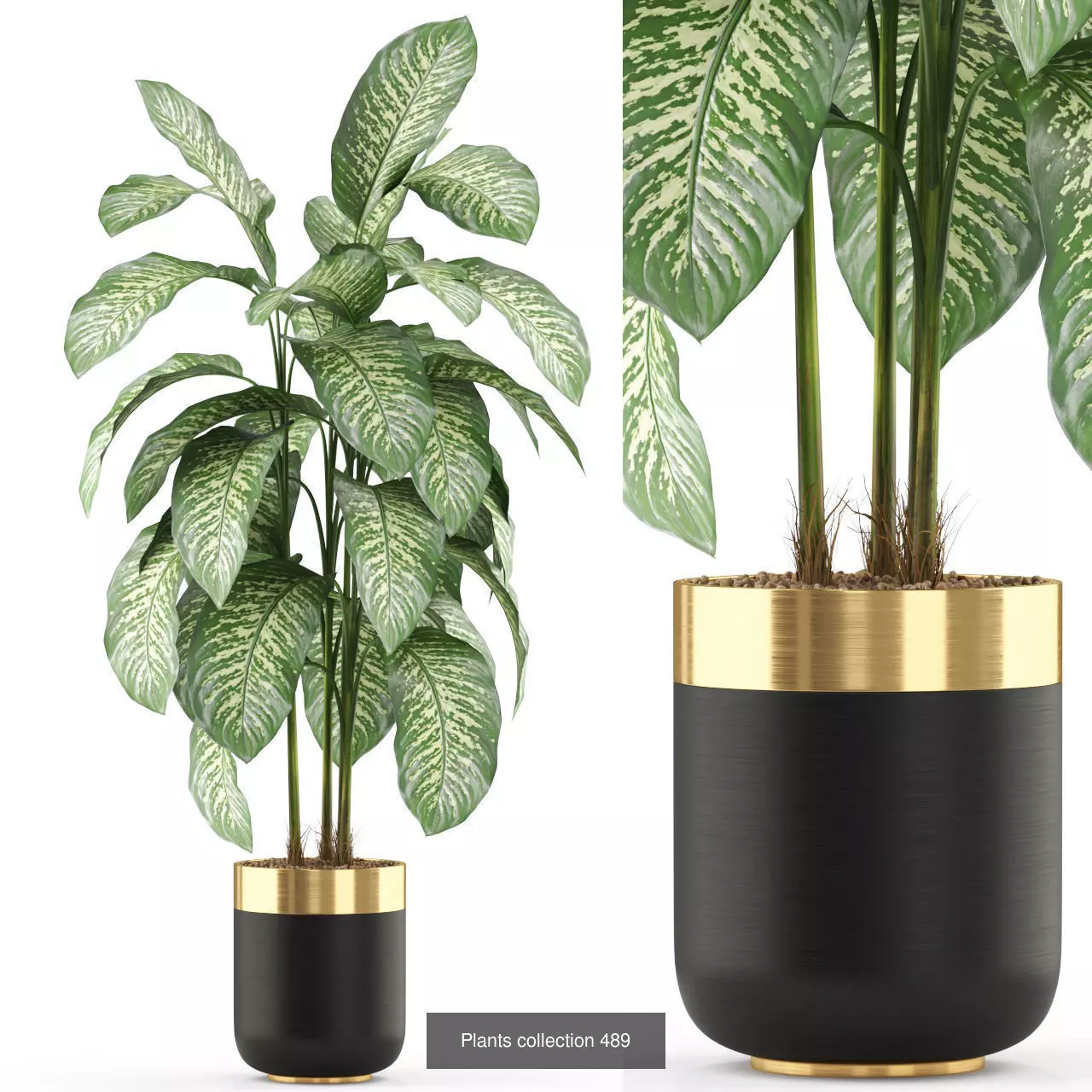 Plants collection vol 05 _4