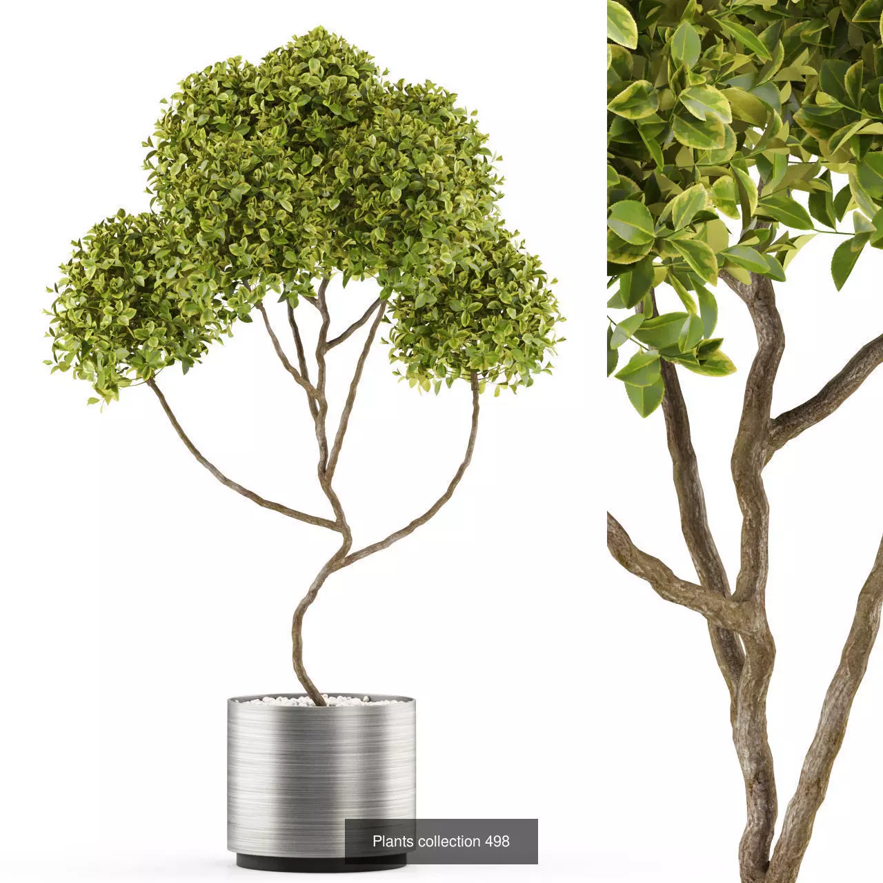 Plants collection vol 05 _11