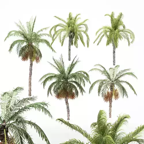 5diffrent tree-Date Palm-Queen Palm 3D model