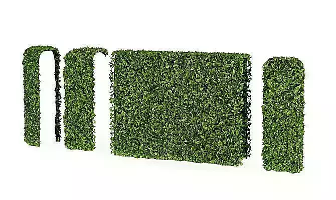Green Leafy Hedge
