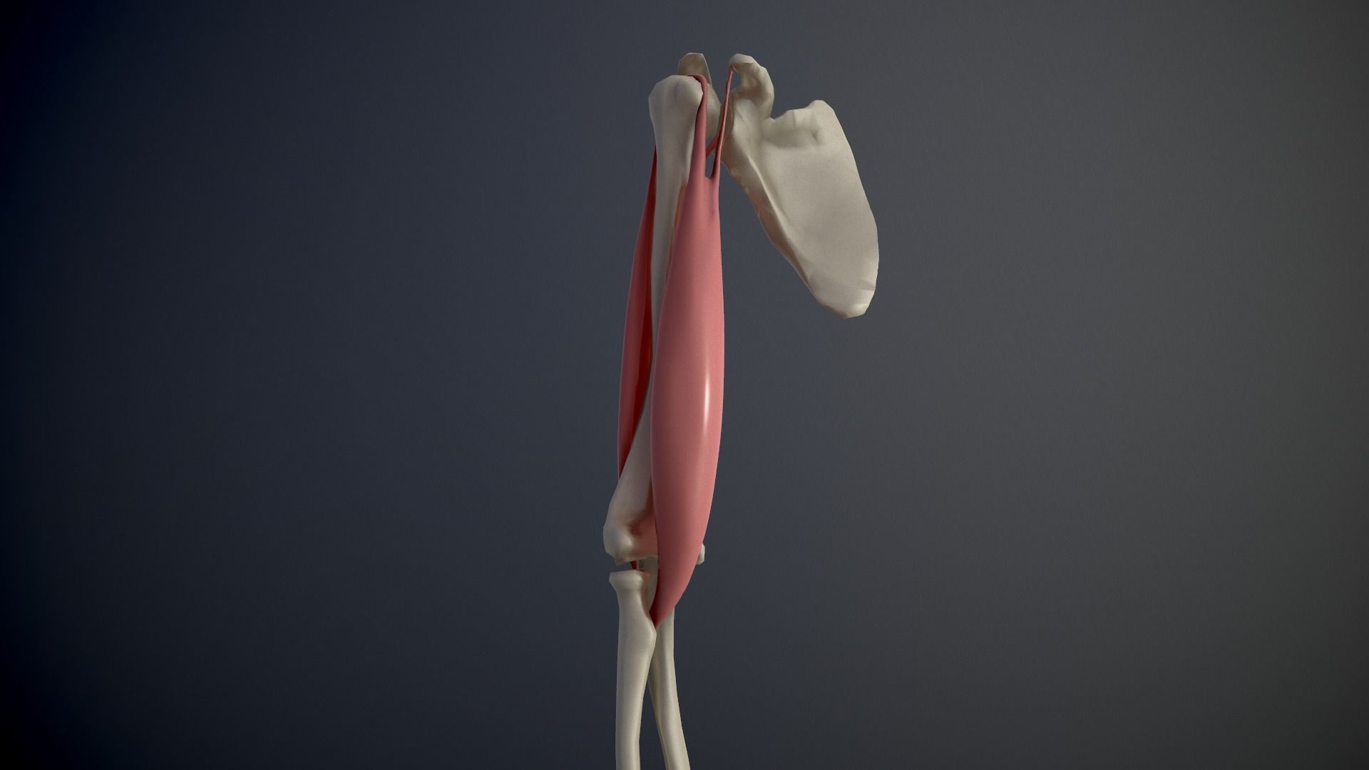 Arm Muscles Contraction and Relaxation Low-poly 3D model_3