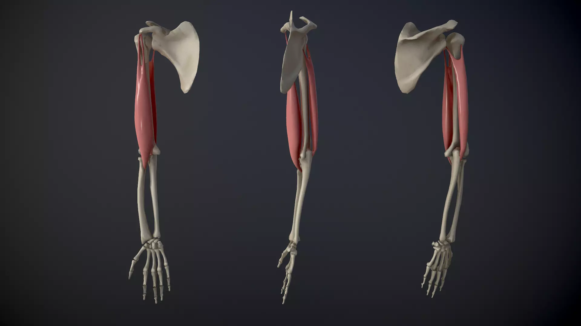 Arm Muscles Contraction and Relaxation Low-poly 3D model_0