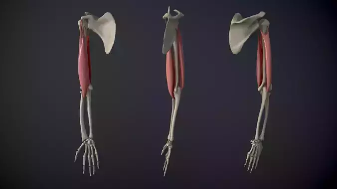 Arm Muscles Contraction and Relaxation Low-poly 3D model