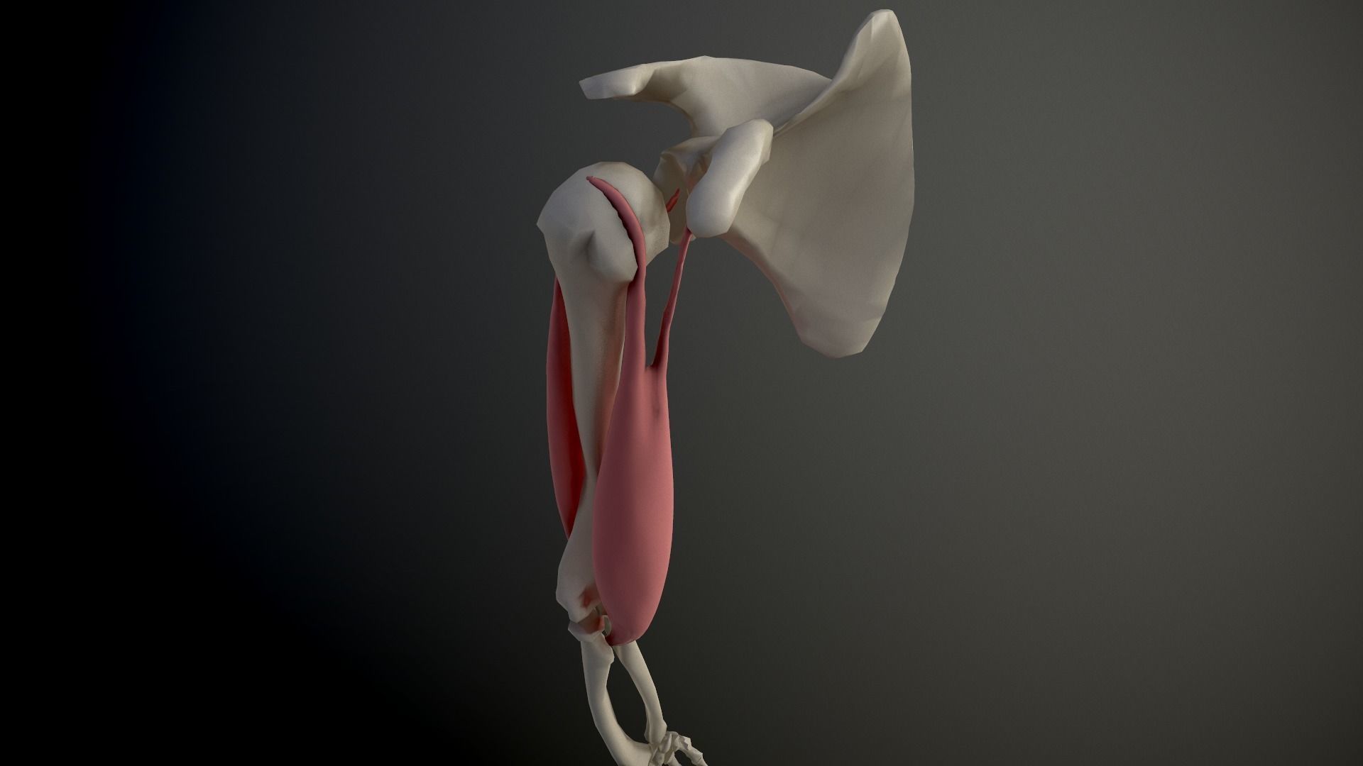 Arm Muscles Contraction and Relaxation Low-poly 3D model_5