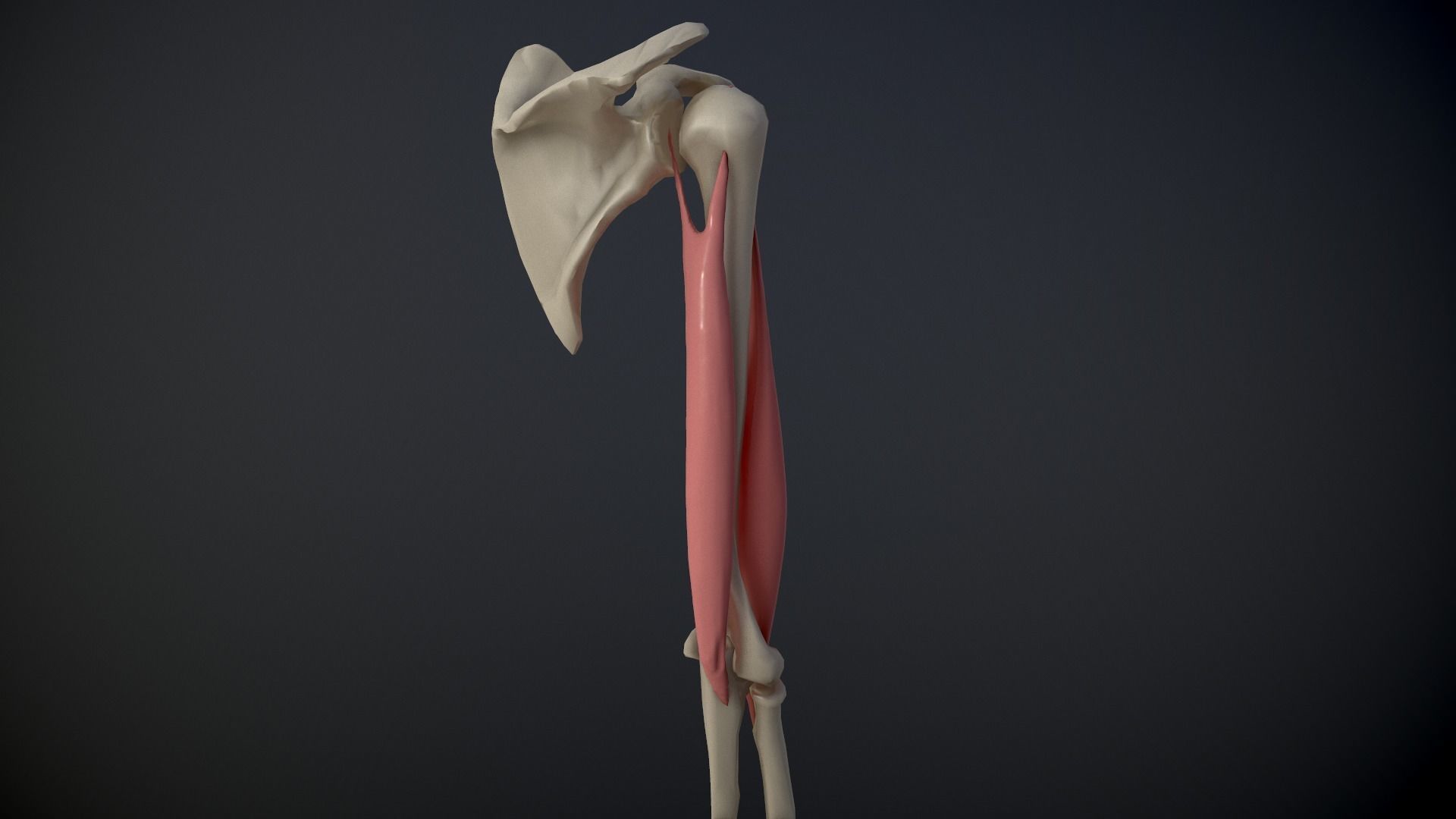 Arm Muscles Contraction and Relaxation Low-poly 3D model_4