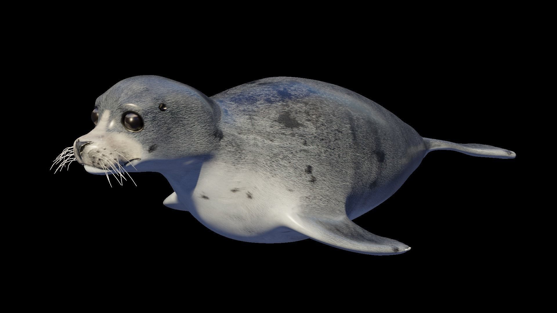 Seal animal Low-poly 3D model_1