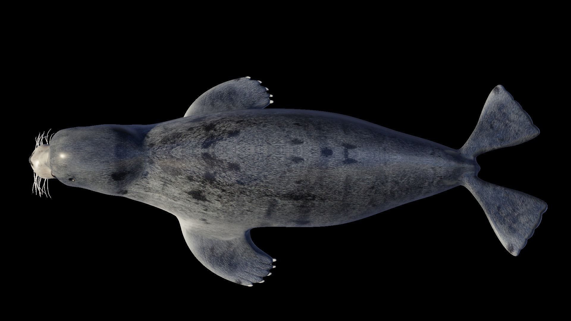 Seal animal Low-poly 3D model_4