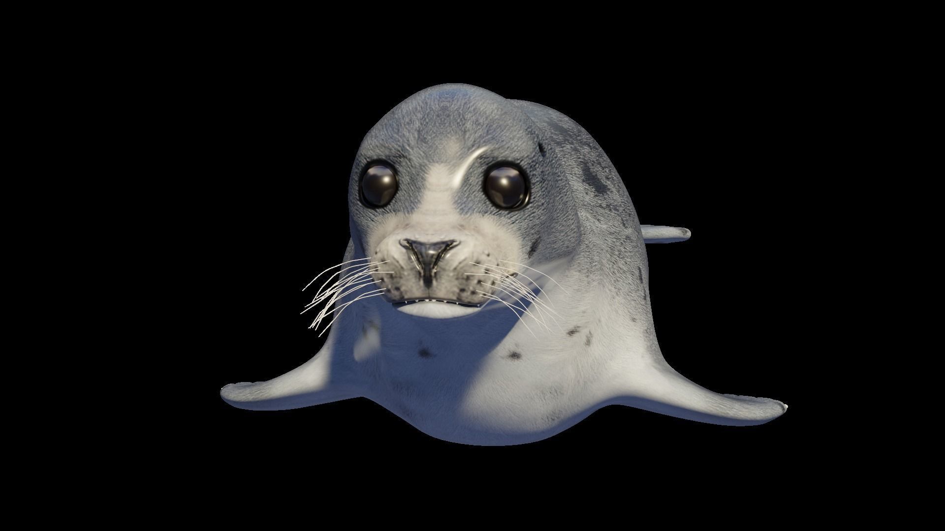 Seal animal Low-poly 3D model_2