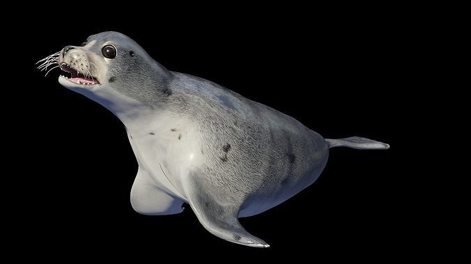 Seal animal Low-poly 3D model