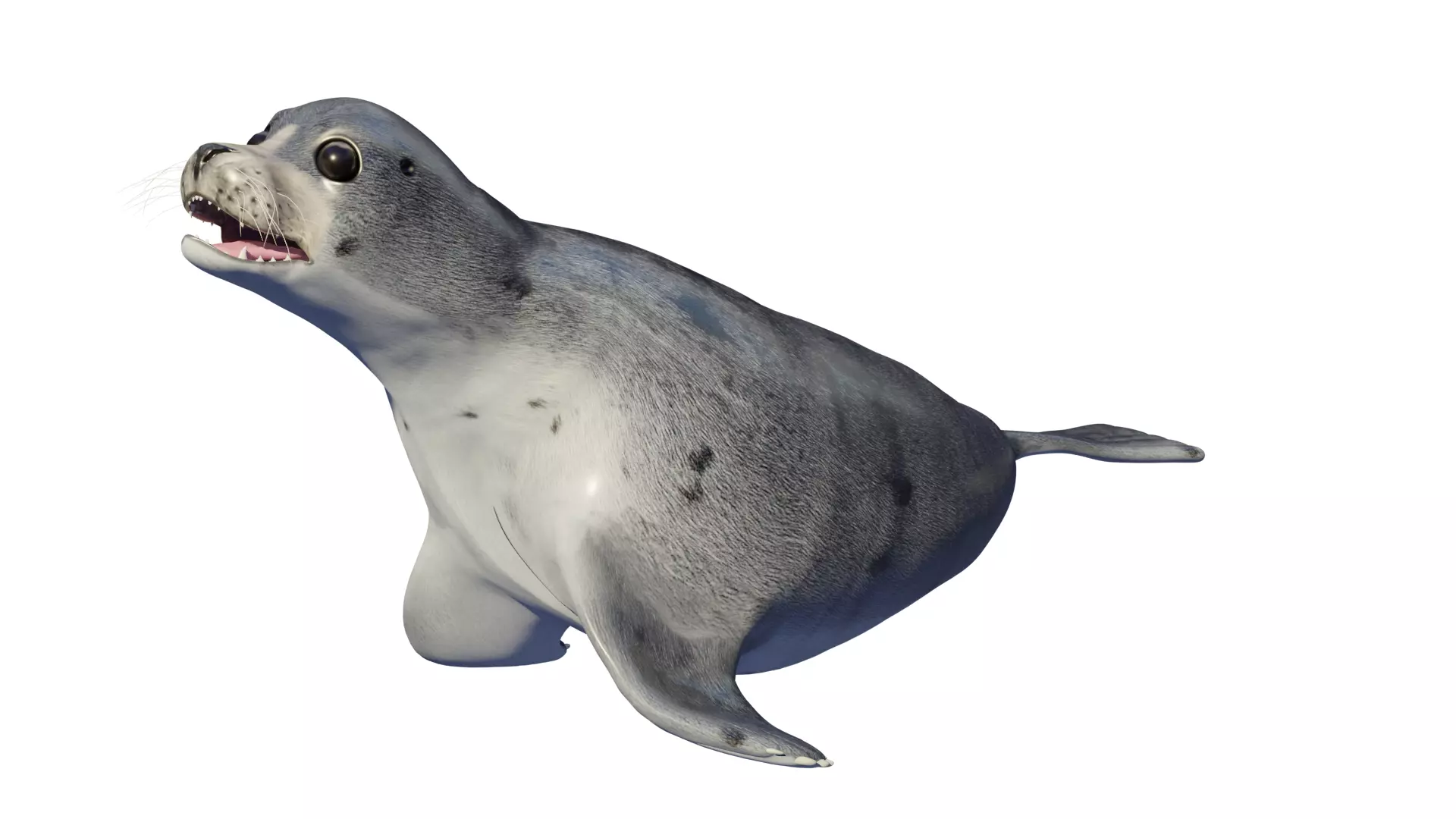 Seal animal Low-poly 3D model_0
