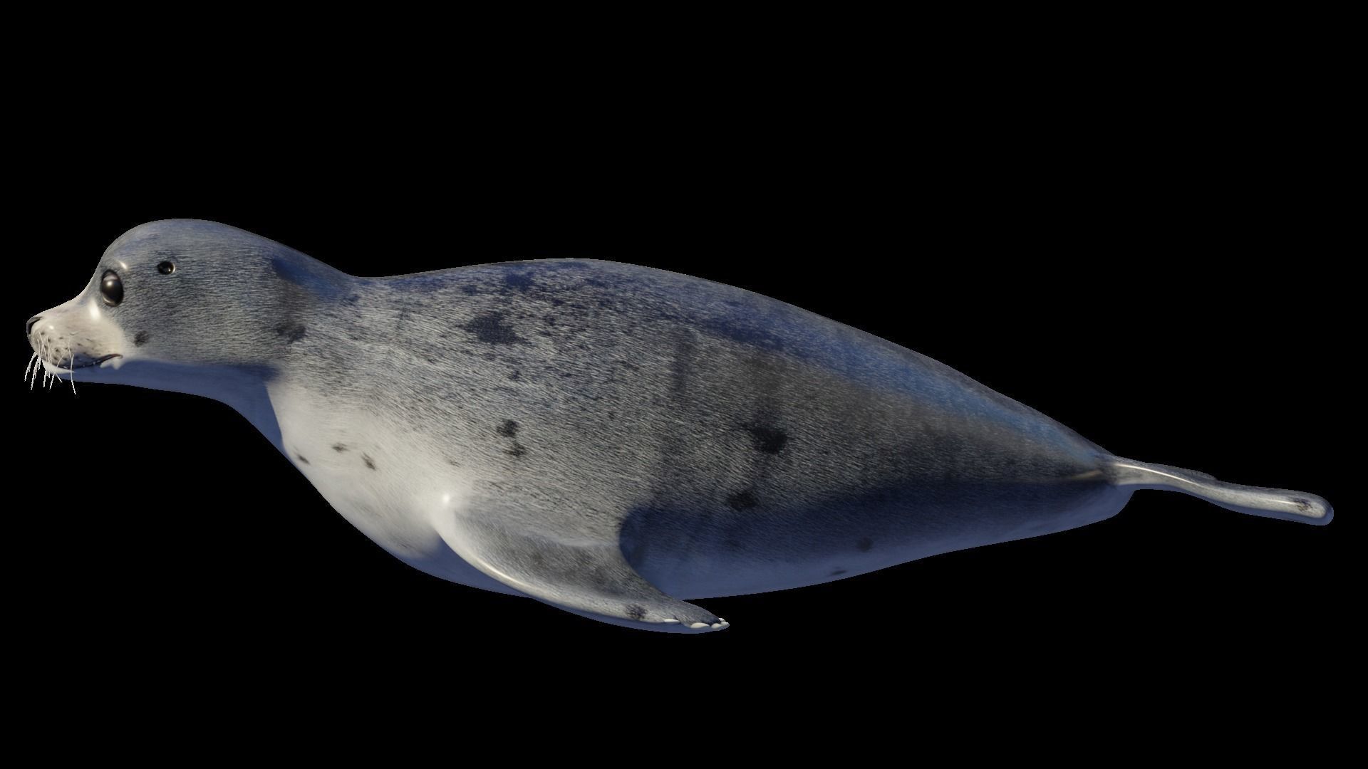 Seal animal Low-poly 3D model_3